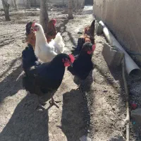 ۸عددمرغ محلی  همشون تخم گذار