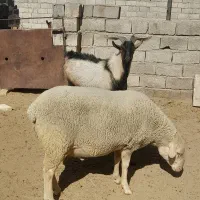 قوچ لاکن و نر بز آلپاین|حیوانات مزرعه|کرمان, |دیوار