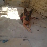 واگذاری ماده ژرمن