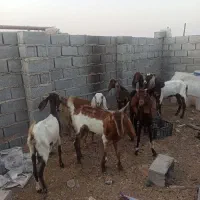 بز باردار|حیوانات مزرعه|خرمشهر, |دیوار