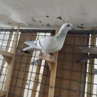 کبوتر بهبهانی و پلاکی|پرنده|شیراز, ملاصدرا|دیوار