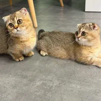 گربه اسکاتیش مانچکین بریتیش