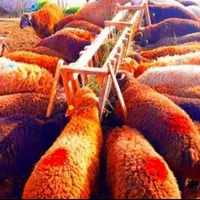 گوسفند زنده نر و ماده شهرری تهرانپارس. ویافت اباد