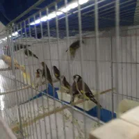 سهره و جادونی برنجی