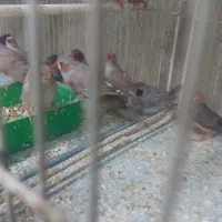 فنچ|پرنده|چناران, |دیوار