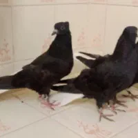 جوجه زاغ دم سفید|پرنده|مشهد, ایثار|دیوار