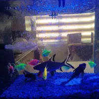 فروش آکواریوم با ماهی های داخل با لوازم کامل