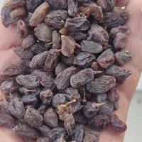 آفتابی بدون هسته بوانات