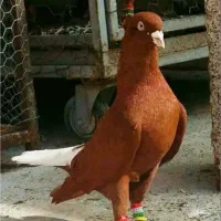 کبوتر پرنده