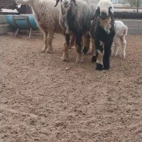 فروش ۲عدد میش برهدار|حیوانات مزرعه|شیراز, بازار|دیوار