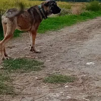 سگ پژدر|سگ|گرگان, |دیوار