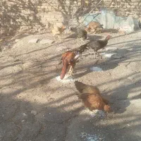 مرغ و خروس لاری