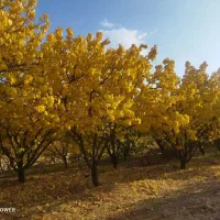 باغ و زمین زرد آلو گیلاس