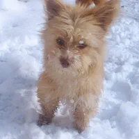 توله پامرروباهی ماده 7ماهه خوشکل