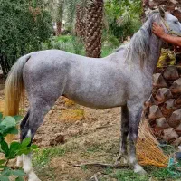 اسب نریون.