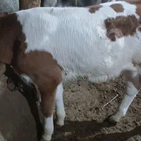 گوساله نر