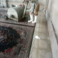 قالی شویی وپتوشویی.مبل شویی.موکت شویی ورفوگری