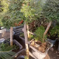 فروش درخت|گل و گیاه طبیعی|تهران, شهرک شهید باقری|دیوار