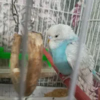 مرغ عشق|پرنده|خواف, |دیوار