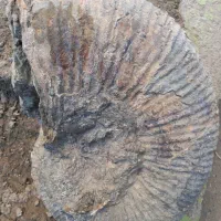 فسیل حلزون|کلکسیون و سرگرمی|بجنورد, |دیوار