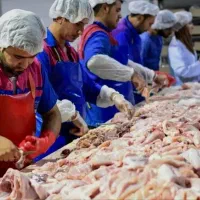 قطعه بندی مرغ