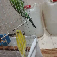 مرغ عشق نر