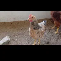 مرغ و خروس محلی