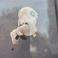 گوسفند فروشی دراسلام شهر ۲۴ساعته