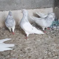 اشعل.کله ای.سینه ای|پرنده|اهواز, زیباشهر|دیوار