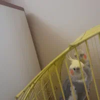 عروس هلندی|پرنده|تبریز, |دیوار