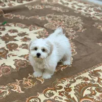 طوله شیتزو نر ۴ ماهه