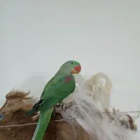 جوجه شاه طوطی نر حلقه پا دستی سخنگو استثنایی|پرنده|اصفهان, قائمیه|دیوار