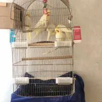 عروس هلندی سوخن گو سالم دستی