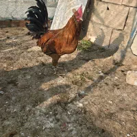 مرغ و خروس فروشی|حیوانات مزرعه|پاکدشت, پاکدشت (مامازند)|دیوار