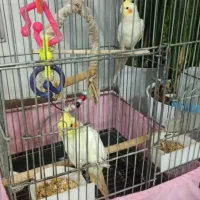 هلندی جوان نرو ماده