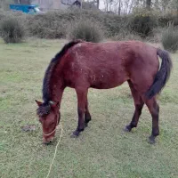 اسب مادیان کره