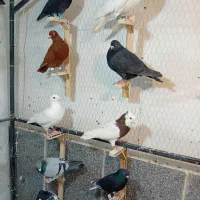 کبوتر چخ جدید رسید|پرنده|گلبهار, شهر جدید گلبهار|دیوار