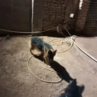 واگذاری سگ ژرمن  ماده ۲ ساله دو رنگ