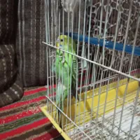 مرغ عشق|پرنده|تهران, هرندی|دیوار