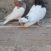 جوجه طوقی|پرنده|ساوه, |دیوار