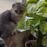 گربه اسکاتیش نر