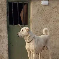 واگذاری ماده پژدر