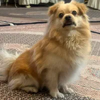 سگ پامر روباهی|سگ|خوی, |دیوار