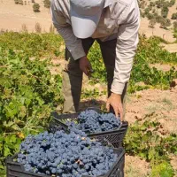 انگور اصل دیم برای برادران رفسنجون