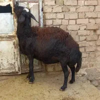 شیشک میش