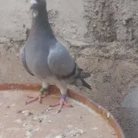شوشتر