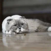 گربه|گربه|مراغه, |دیوار