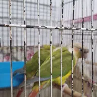 جفت گرینچیک نیمه دستی|پرنده|اهواز, شهرک دانشگاه|دیوار