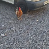 خروس گلین|حیوانات مزرعه|قم, نخودی|دیوار