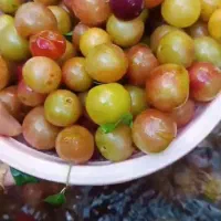 فروش لواشک تازه و محلی کاملا ارگانیک|خوردنی و آشامیدنی|تهران, شادآباد|دیوار